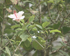 Hibiscus waimeae
