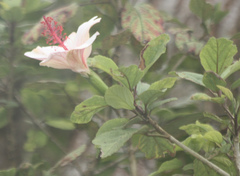 Hibiscus waimeae