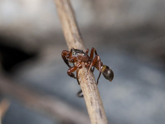 Synageles subcingulatus