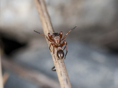 Synageles subcingulatus