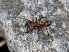 Synageles subcingulatus