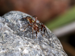 Synageles subcingulatus