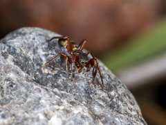Synageles subcingulatus