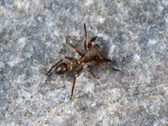 Synageles subcingulatus