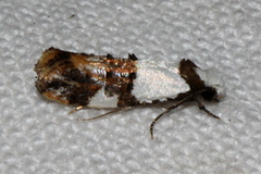 Monopis meliorella