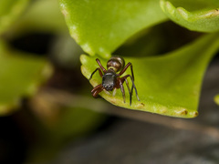 Synageles subcingulatus