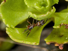 Synageles subcingulatus