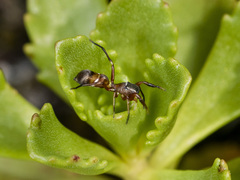 Synageles subcingulatus