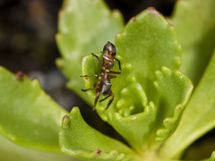 Synageles subcingulatus