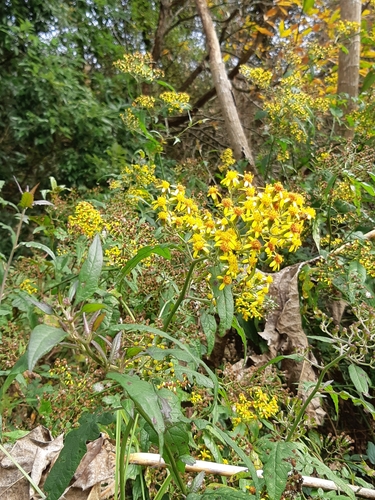 Senecio scandens iNat (2)