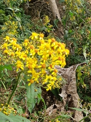 Senecio scandens incisus