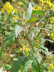 Senecio scandens incisus