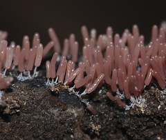 Stemonitopsis typhina