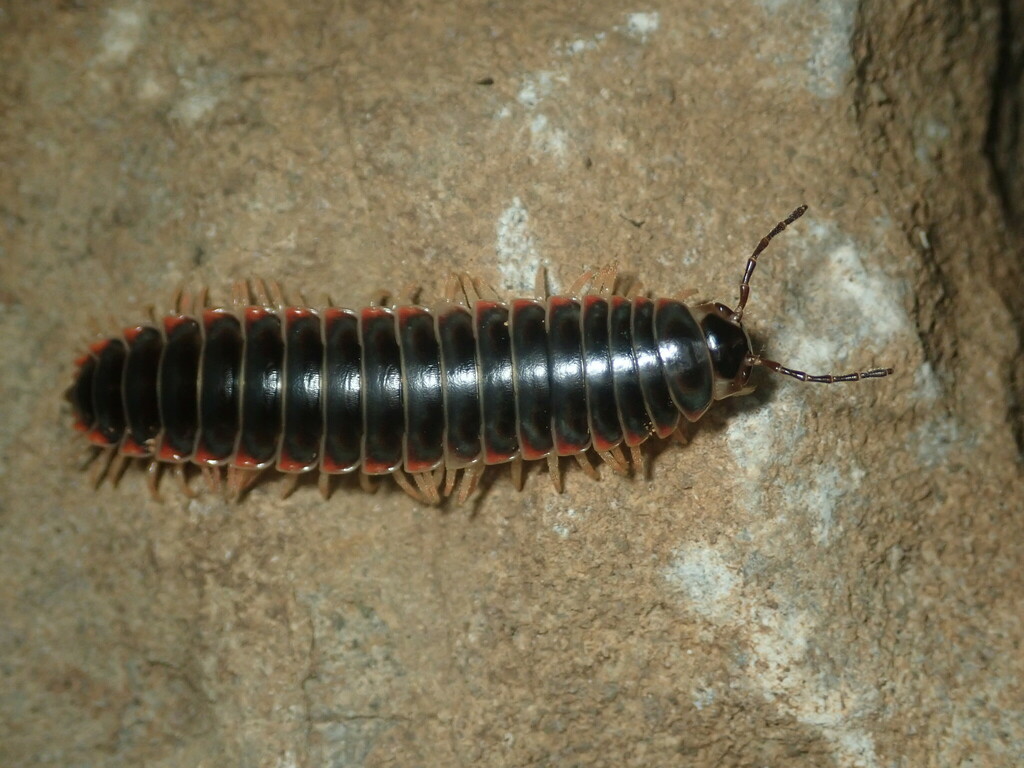 City Lake Mimic Millipede
