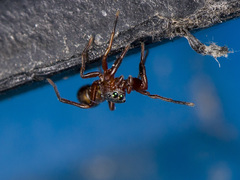 Synageles subcingulatus