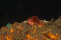 Cyprinocirrhites polyactis