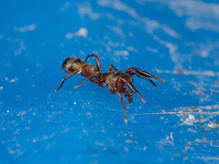 Synageles subcingulatus