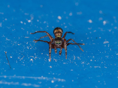 Synageles subcingulatus