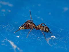 Synageles subcingulatus