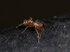 Synageles subcingulatus