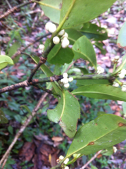 Garcinia orthoclada