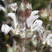 Salvia aethiopis - Photo (c) metorresl, osa oikeuksista pidätetään (CC BY-NC)
