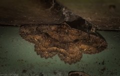 Paradromulia ambigua