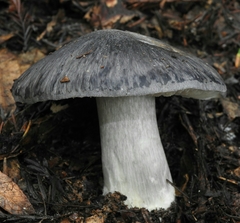 Entoloma medianox