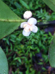 Garcinia orthoclada
