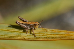 Sigaus australis