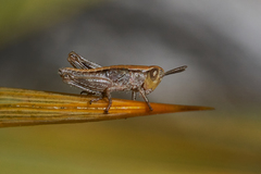 Sigaus australis