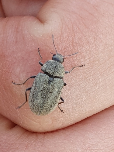 Mycterus umbellatarum