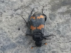 Nicrophorus mexicanus