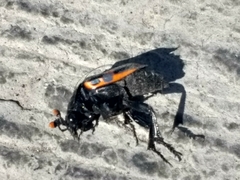 Nicrophorus mexicanus