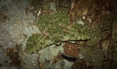 Aeolochroma viridicata