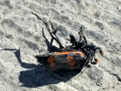 Nicrophorus mexicanus