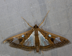 Glyphodes bivitralis
