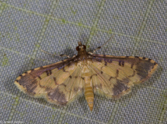 Lamprosema