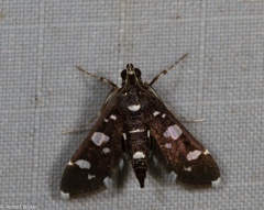 Bocchoris inspersalis