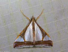 Agrioglypta eurytusalis