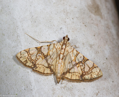 Glyphodes caesalis