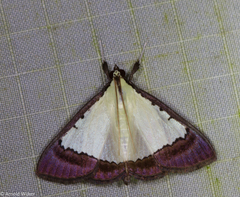 Pitama hermesalis