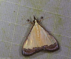 Odontiinae