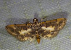 Tylostega