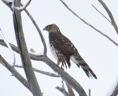 Accipiter cooperii