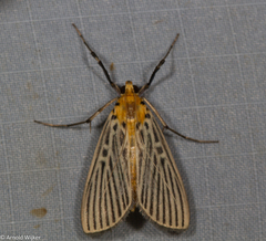 Tyspanodes exathesalis