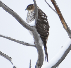 Accipiter cooperii