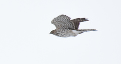 Accipiter cooperii