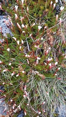 Epilobium rubro-marginatum