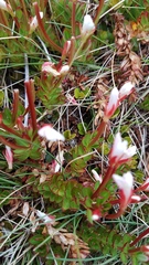 Epilobium rubro-marginatum